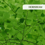 Hornbeam – Stenchezza mentale