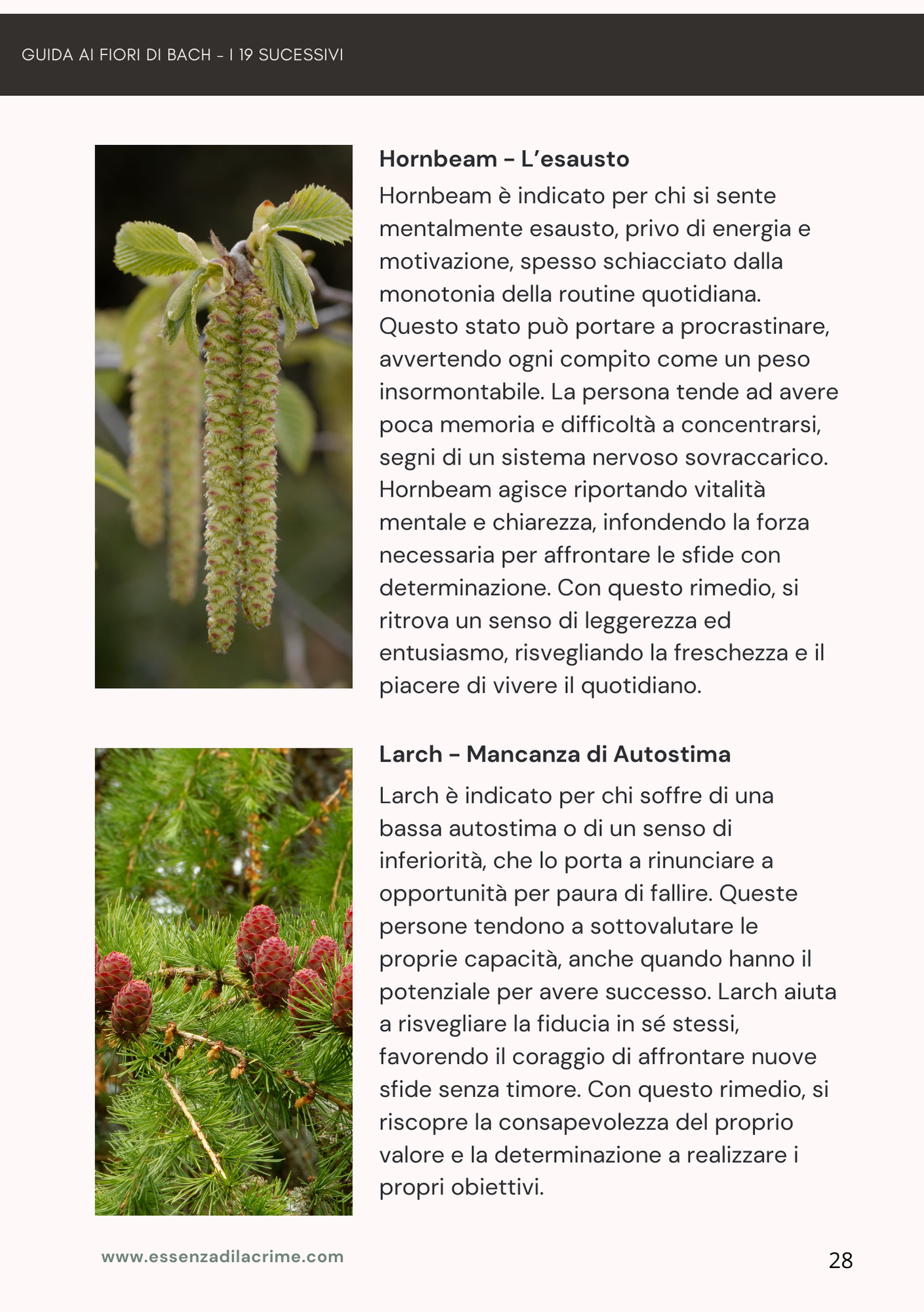 guida ai fiori di Bach